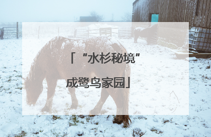“水杉秘境”成鹭鸟家园