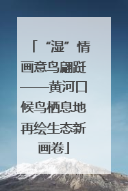 “湿”情画意鸟翩跹——黄河口候鸟栖息地再绘生态新画卷