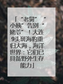 “老舅”“小姨”告别“姥爷”！大连9头斑海豹重归大海，海洋世界：它们已具备野外生存能力