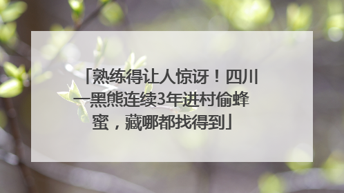 熟练得让人惊讶！四川一黑熊连续3年进村偷蜂蜜，藏哪都找得到