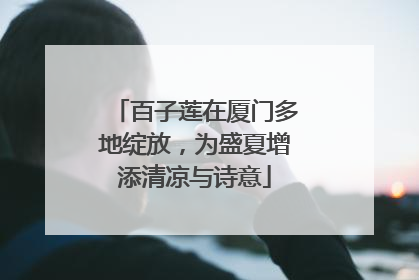 百子莲在厦门多地绽放，为盛夏增添清凉与诗意