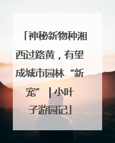神秘新物种湘西过路黄，有望成城市园林“新宠” | 小叶子游园记