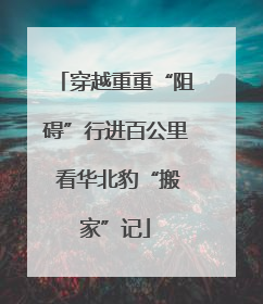 穿越重重“阻碍”行进百公里 看华北豹“搬家”记