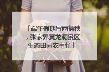 端午假期冒雨插秧，张家界黄龙洞景区生态田园农事忙
