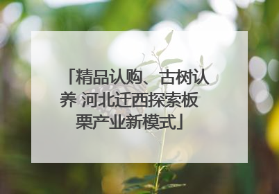 精品认购、古树认养 河北迁西探索板栗产业新模式
