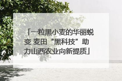 一粒黑小麦的华丽蜕变 麦田“黑科技”助力山西农业向新提质