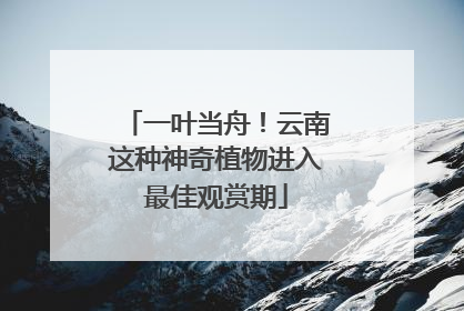 一叶当舟！云南这种神奇植物进入最佳观赏期