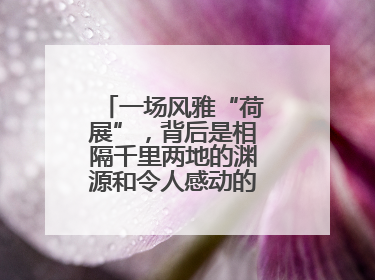 一场风雅“荷展”，背后是相隔千里两地的渊源和令人感动的历史人文情怀