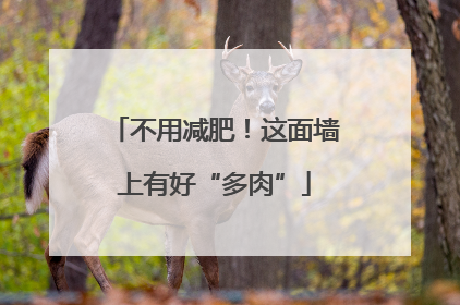 不用减肥！这面墙上有好“多肉”