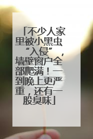 不少人家里被小黑虫“入侵”，墙壁窗户全部爬满！一到晚上更严重，还有一股臭味