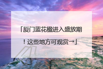 厦门蓝花楹进入盛放期！这些地方可观赏→