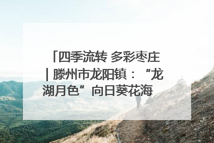 四季流转 多彩枣庄｜滕州市龙阳镇：“龙湖月色”向日葵花海 绘就乡村振兴新画卷
