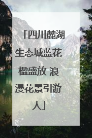 四川麓湖生态城蓝花楹盛放 浪漫花景引游人