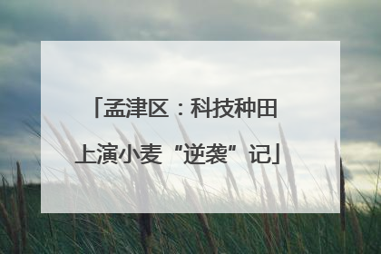 孟津区:科技种田 上演小麦“逆袭”记