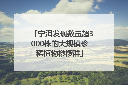 宁洱发现数量超3000株的大规模珍稀植物桫椤群