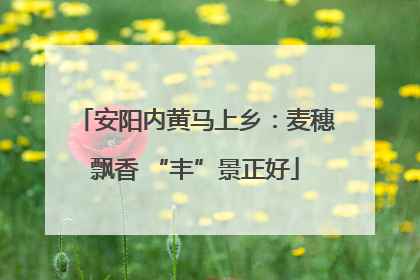 安阳内黄马上乡：麦穗飘香 “丰”景正好
