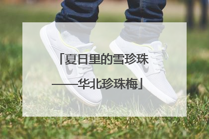 夏日里的雪珍珠——华北珍珠梅