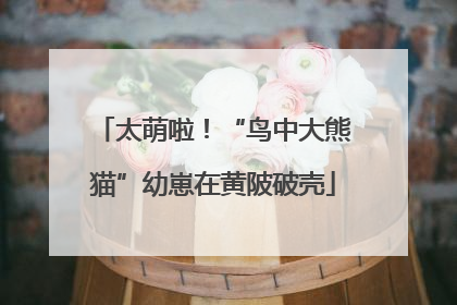 太萌啦！“鸟中大熊猫”幼崽在黄陂破壳