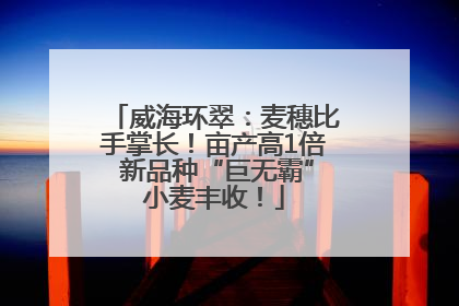 威海环翠：麦穗比手掌长！亩产高1倍 新品种“巨无霸”小麦丰收！