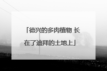 德兴的多肉植物 长在了迪拜的土地上