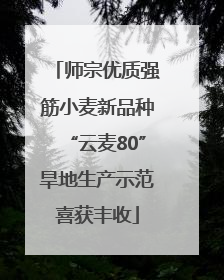 师宗优质强筋小麦新品种“云麦80”旱地生产示范喜获丰收