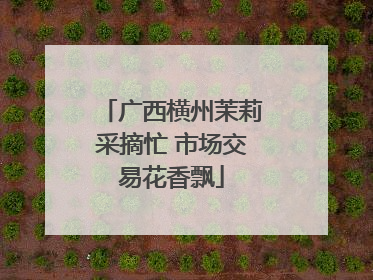 广西横州茉莉采摘忙 市场交易花香飘