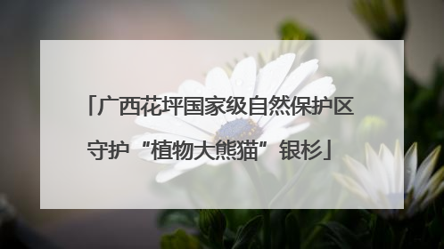 广西花坪国家级自然保护区守护“植物大熊猫”银杉