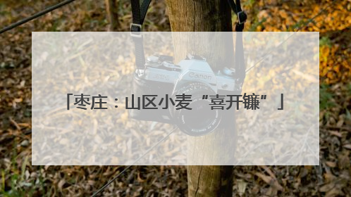 枣庄：山区小麦“喜开镰”