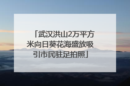 武汉洪山2万平方米向日葵花海盛放吸引市民驻足拍照