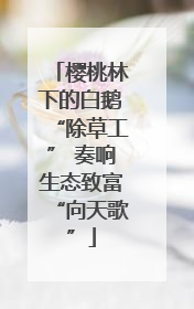 樱桃林下的白鹅“除草工” 奏响生态致富“向天歌”