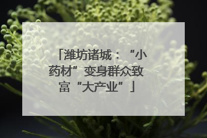 潍坊诸城：“小药材”变身群众致富“大产业”