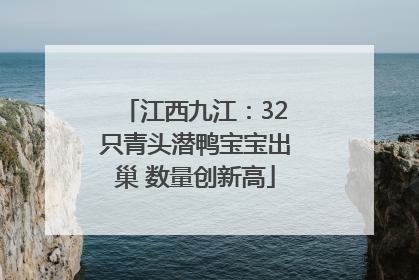 江西九江：32只青头潜鸭宝宝出巢 数量创新高