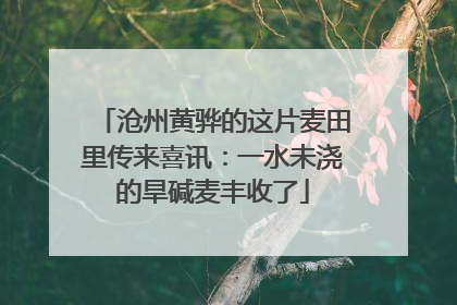 沧州黄骅的这片麦田里传来喜讯：一水未浇的旱碱麦丰收了