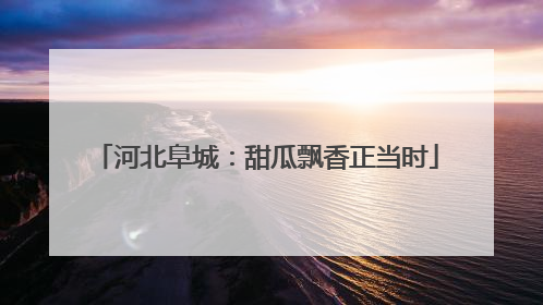 河北阜城：甜瓜飘香正当时