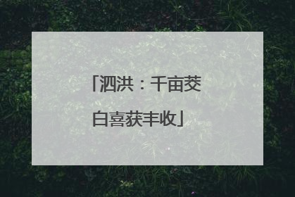 泗洪：千亩茭白喜获丰收