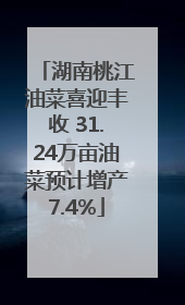 湖南桃江油菜喜迎丰收 31.24万亩油菜预计增产7.4%