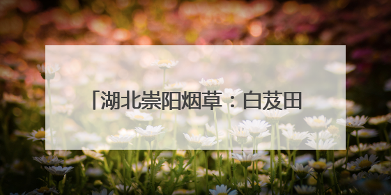 湖北崇阳烟草：白芨田间扬起丰收“号子”