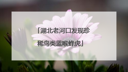 湖北老河口发现珍稀鸟类蓝喉蜂虎