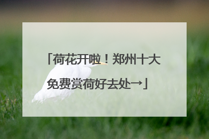 荷花开啦！郑州十大免费赏荷好去处→
