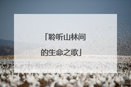 聆听山林间的生命之歌