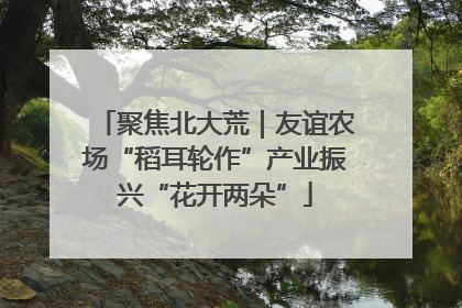 聚焦北大荒｜友谊农场“稻耳轮作”产业振兴“花开两朵”