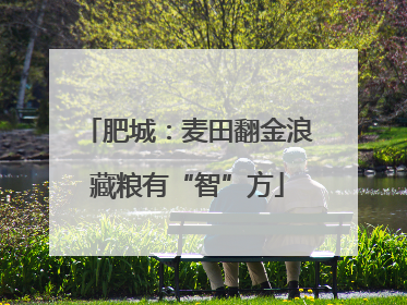 肥城：麦田翻金浪藏粮有“智”方