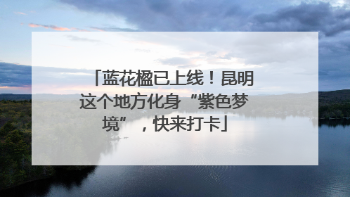 蓝花楹已上线！昆明这个地方化身“紫色梦境”，快来打卡