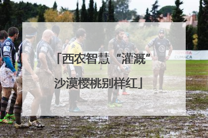 西农智慧“灌溉” 沙漠樱桃别样红