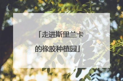 走进斯里兰卡的橡胶种植园