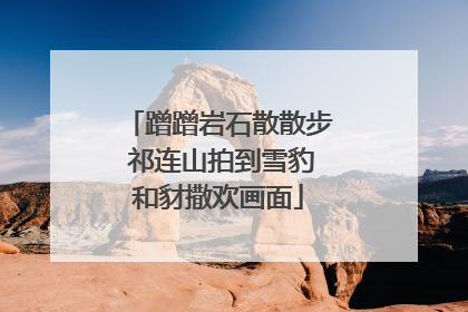 蹭蹭岩石散散步 祁连山拍到雪豹和豺撒欢画面