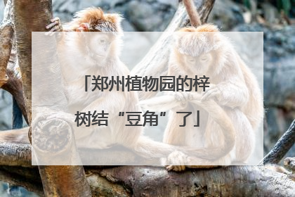 郑州植物园的梓树结“豆角”了