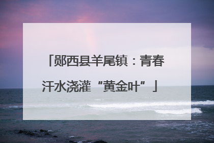 郧西县羊尾镇:青春汗水浇灌“黄金叶”