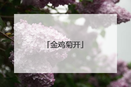 金鸡菊开