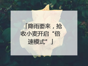 降雨要来，抢收小麦开启“倍速模式”